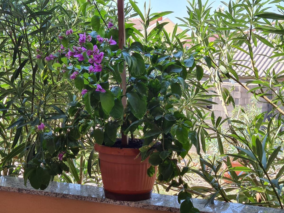 Apartments Barbati Kustići Екстериор снимка